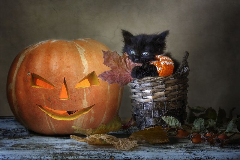 - Это бяка-закаляка кусачая! Я сама его боюсь! фото превью