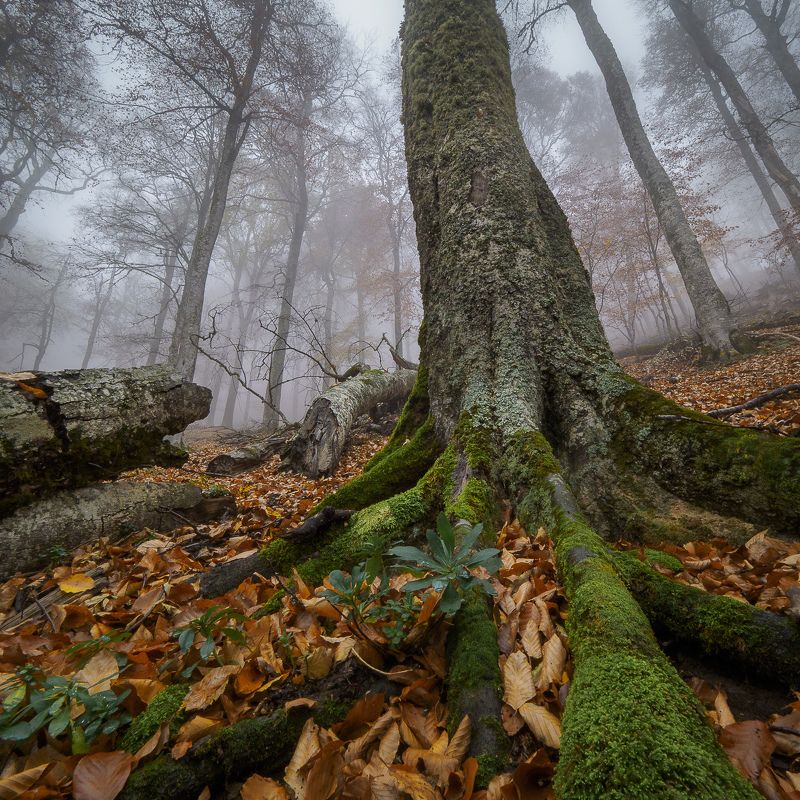 крым, crimea, осень, заповедник, дорога, алушта, туман, дерево Лапы Крымских драконов фото превью