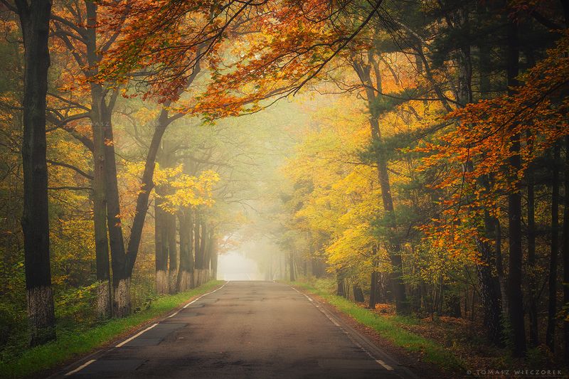 autumn, colours, silesia, poland, road, trees, landscape, fog, mist, silence, amazing, awesome, travel Autumn road фото превью