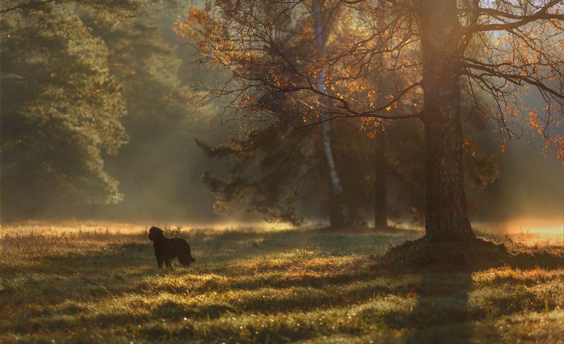 питер, павловск, павловскийпарк, пейзаж Октябрьские рассказы. . . Павловск . . . фото превью
