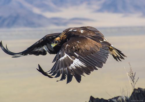 Полет беркута