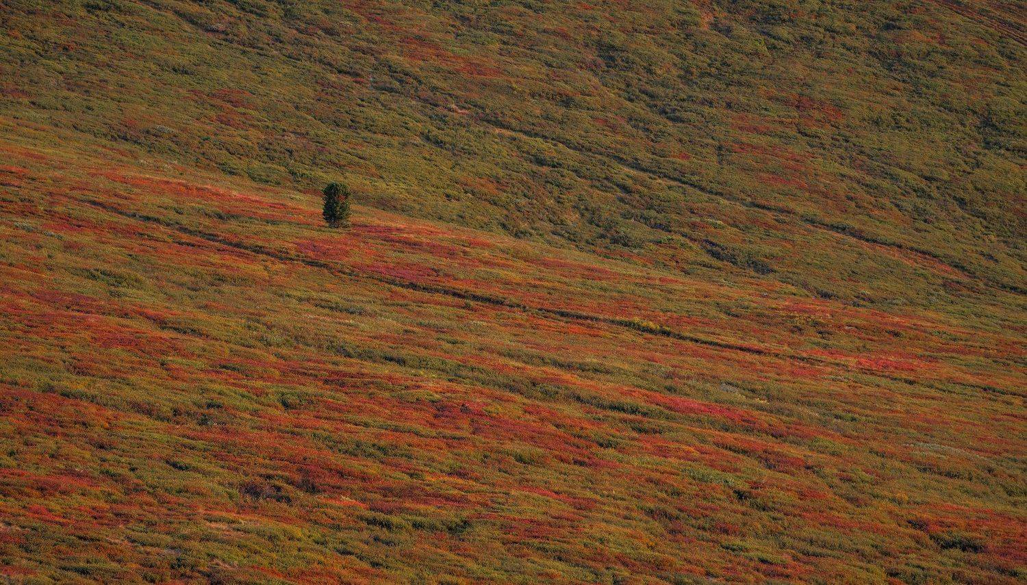 , Константин Дэм
