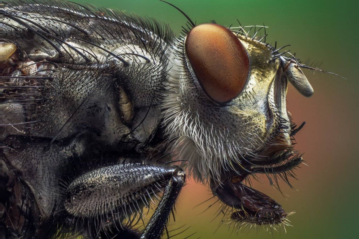 муха, макро, сетка, глаза., Сергей Жуковский