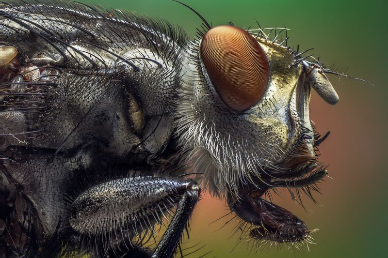 муха, макро, сетка, глаза. Мух фото превью