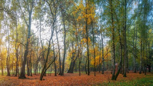 Былины кубанской осени.
