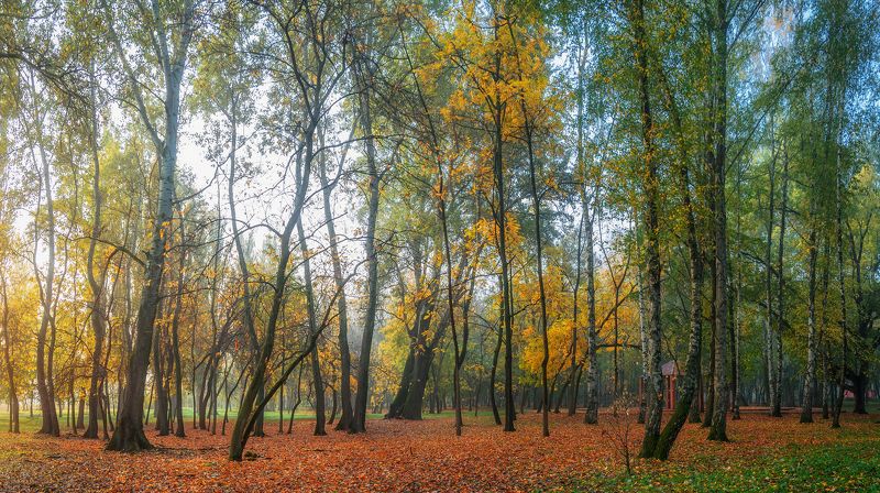 осень, утро, туман, парк, река, дубы, краснодар Былины кубанской осени. фото превью