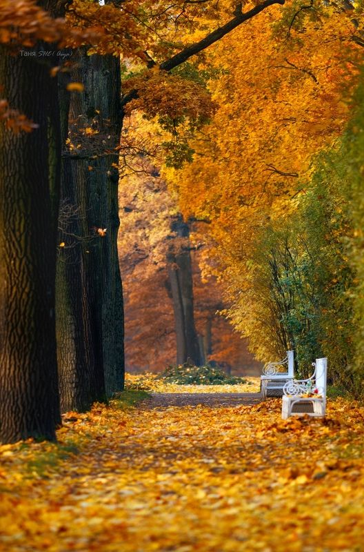 питер, пушкин, царское, царское село, осень, екатерининский парк, landscape, tsarskoyeselo, autumn, санкт-петербург,  городской пейзаж, Нарядная. . . фото превью