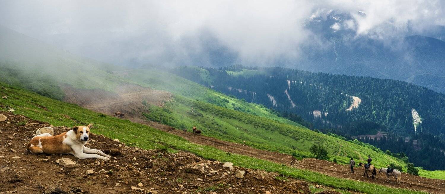 , Игорь Мелекесцев