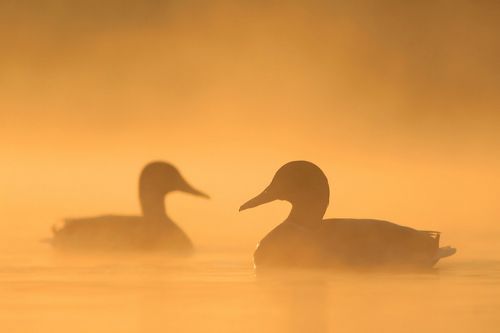 At Dawn