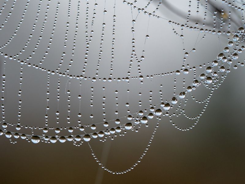 Паутинки фото превью