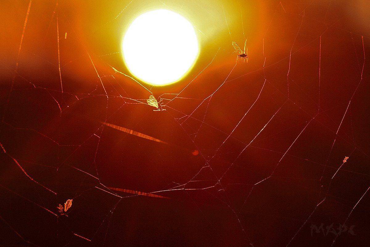 макро паутина солнце мошки закат, Шангареев Марс