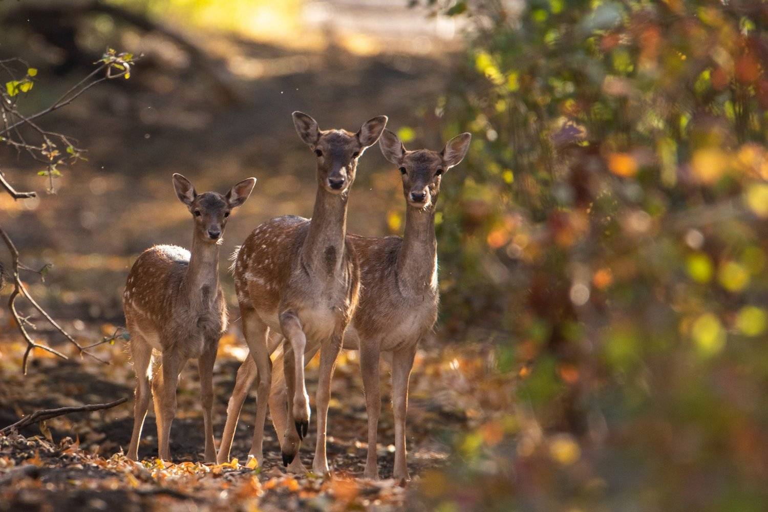 животные, лес, олень, олени, осень, Цветков Сергей