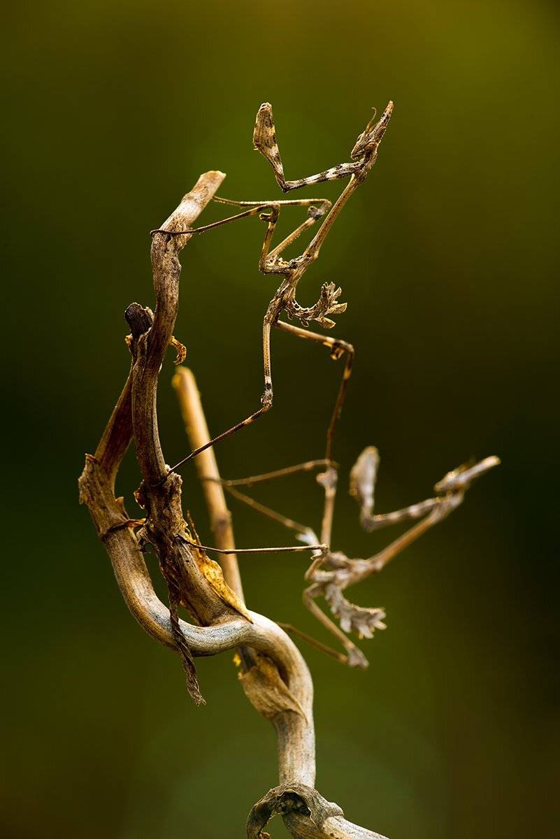 , Игорь ФУММ