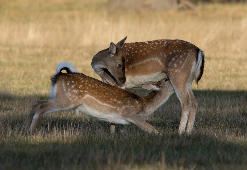 Fallow Deer feeding