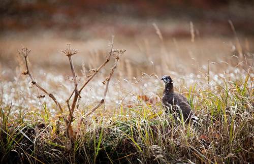 Тундряные куропатки. Осень.