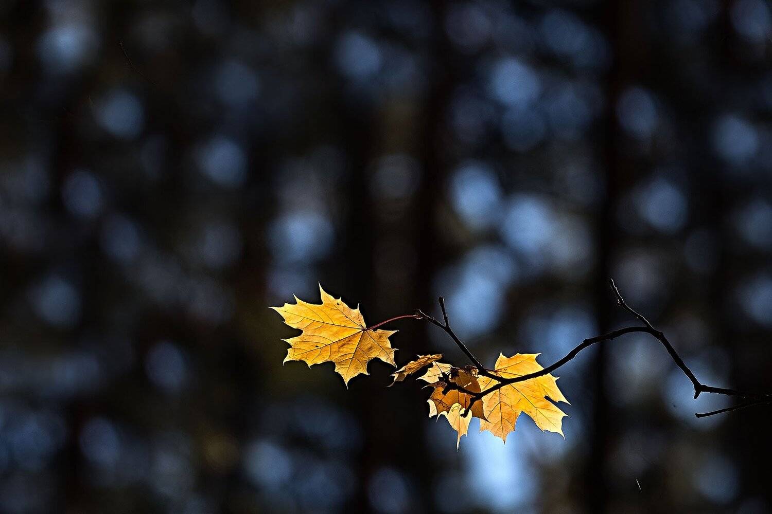 орск, осень, 2018, пейзаж, канадский клён, листья, лес, Качурин Алексей
