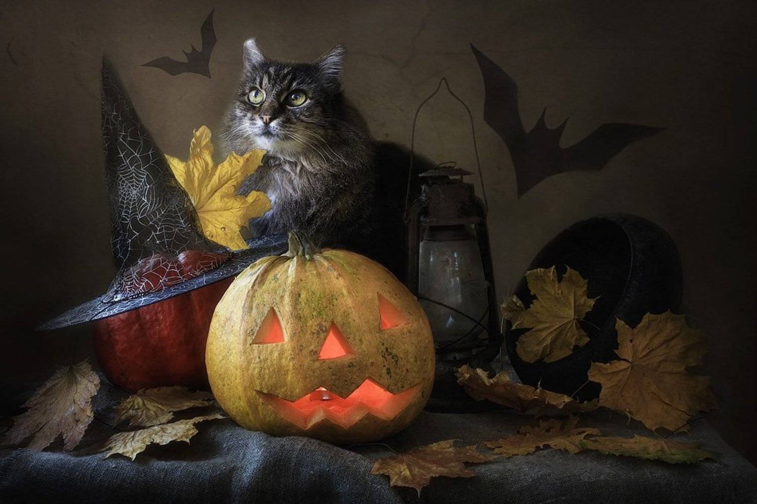 фото животных, домашние животные, кошки, кот Мейсон, Хеллоуин, тыквы, осень, Джек фонарь, Ирина Приходько