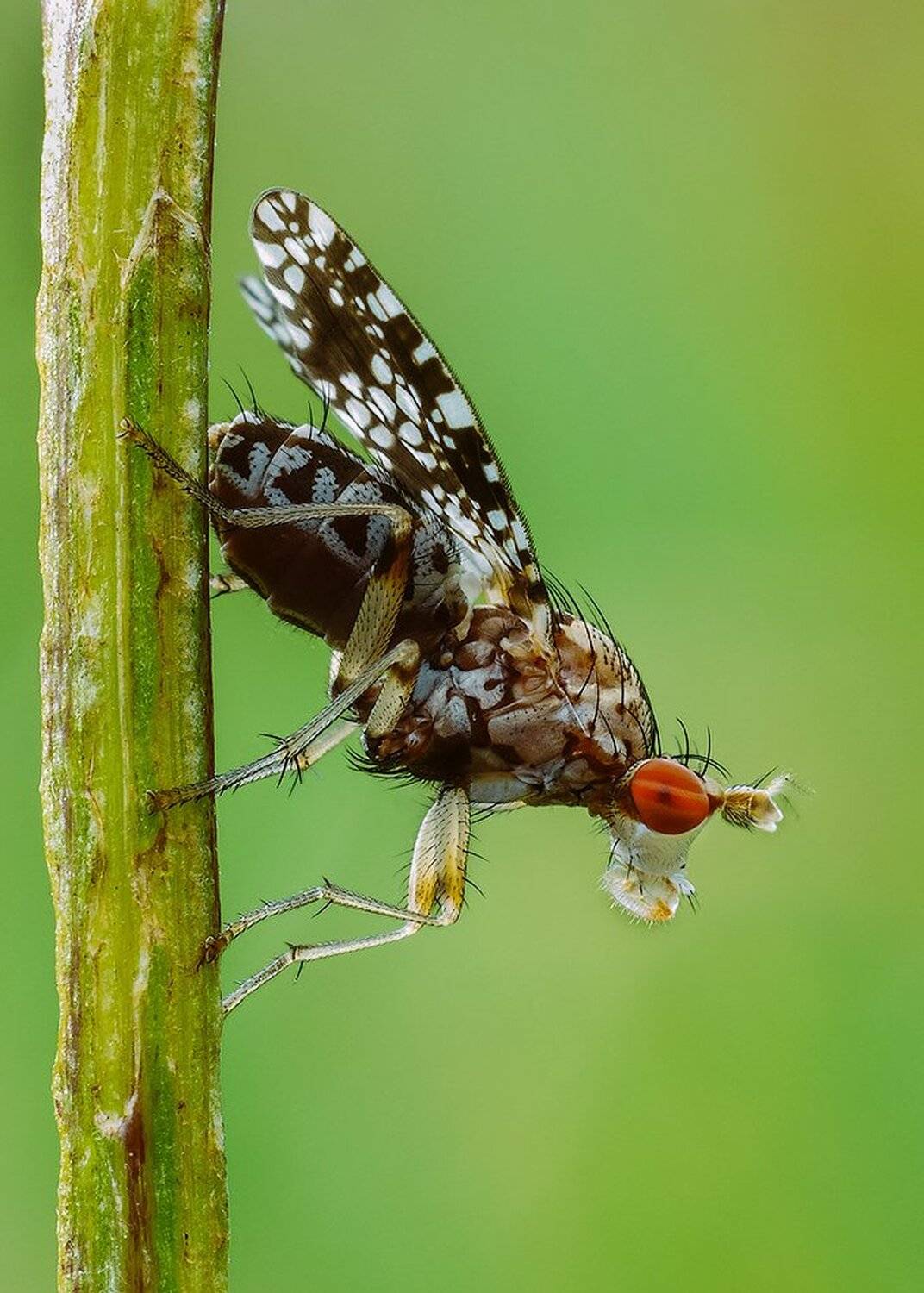 macro,макро, Евгений Лукашук