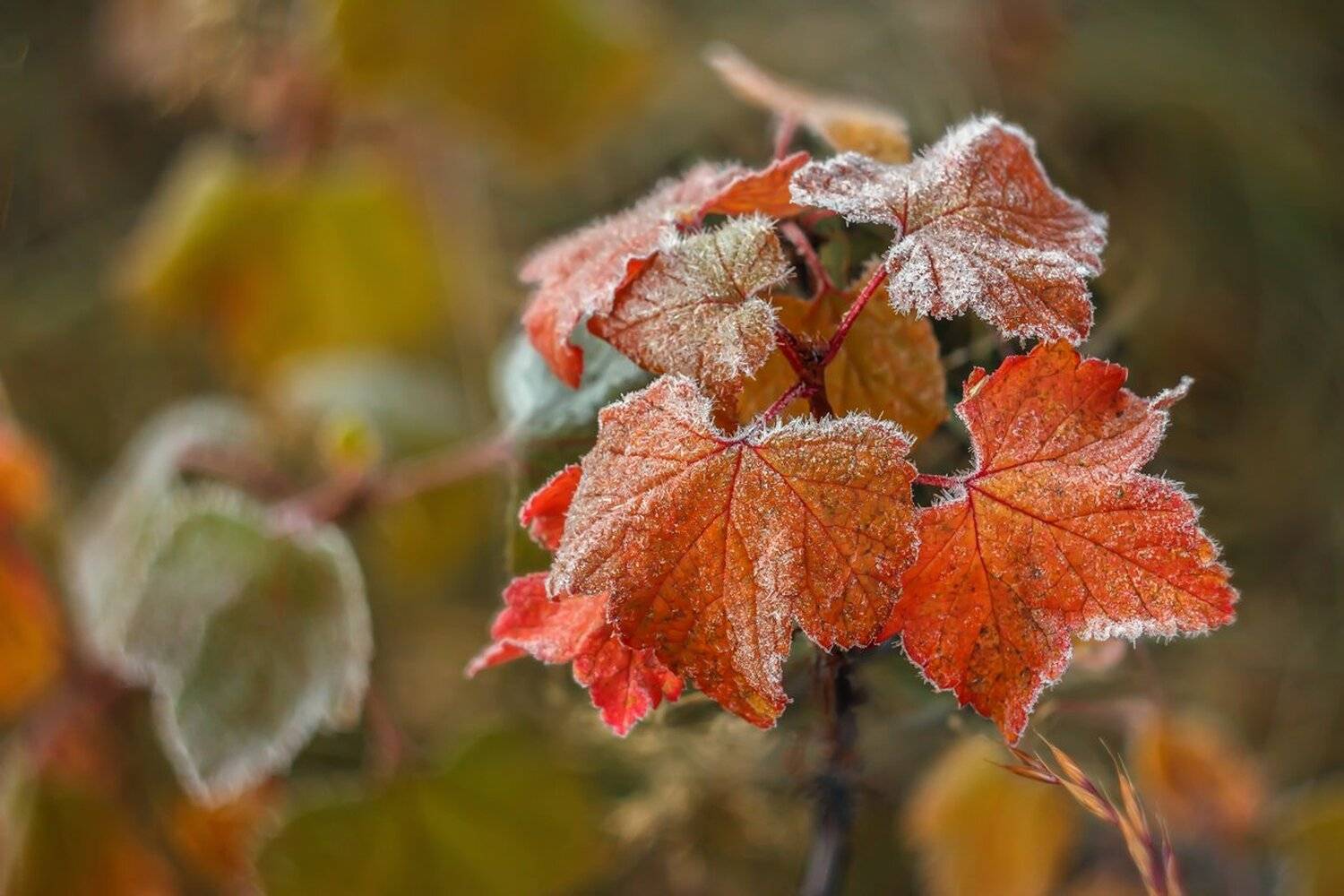 , Николай Андреев