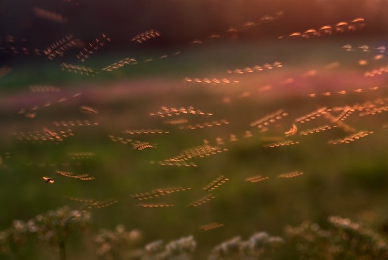 180 взмахов в секунду фото превью