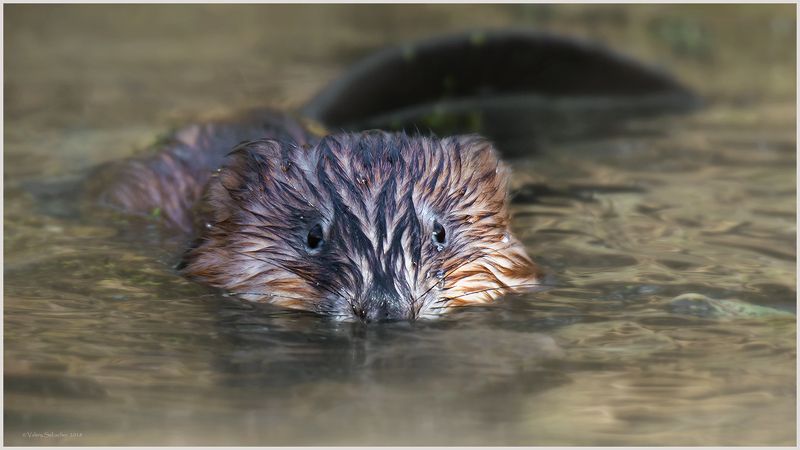 Ондатра фото превью