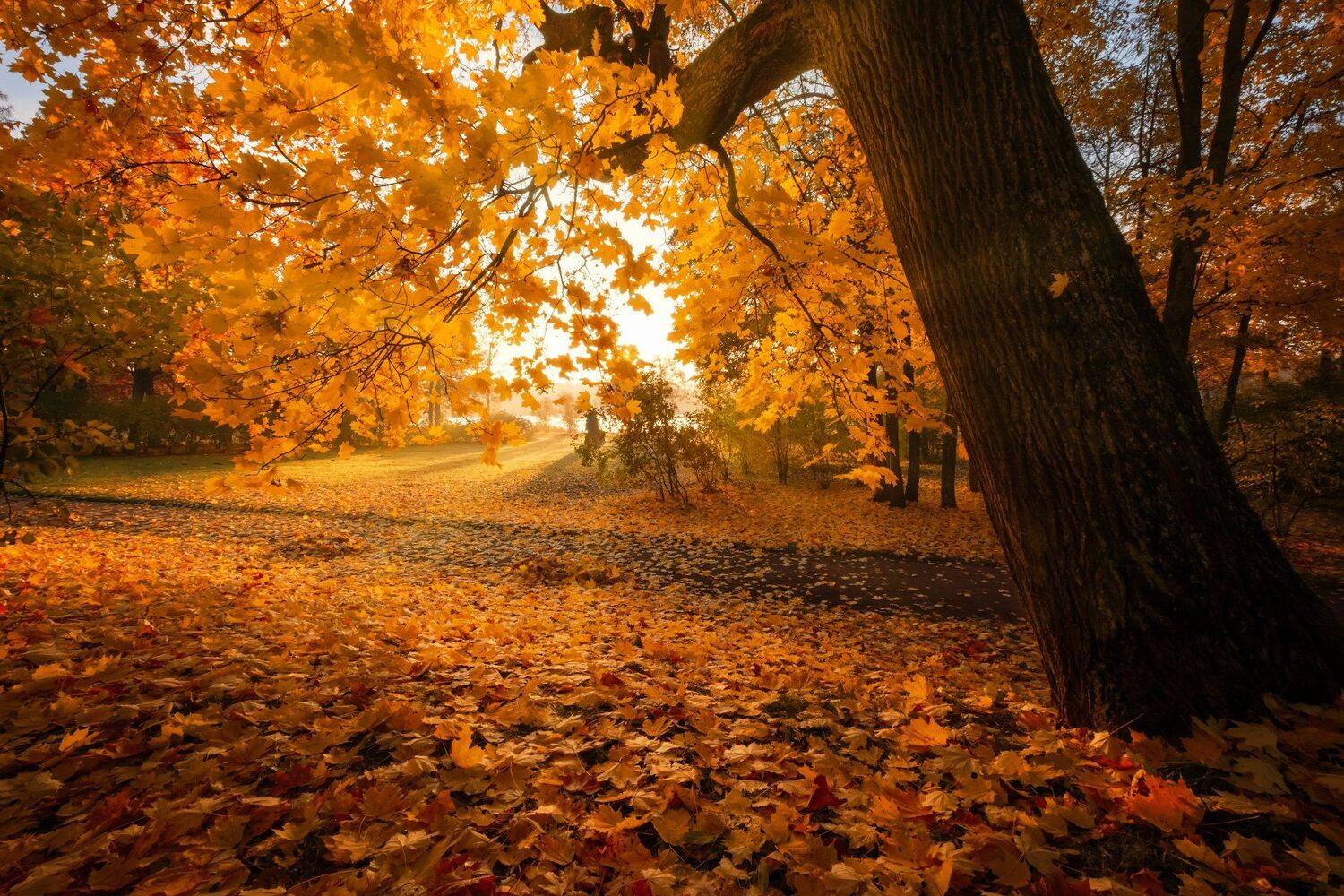 пушкин, царское село, парк, осень, дубы, октябрь, золотая осень, листопад, утро, рассвет, Андрей Чиж