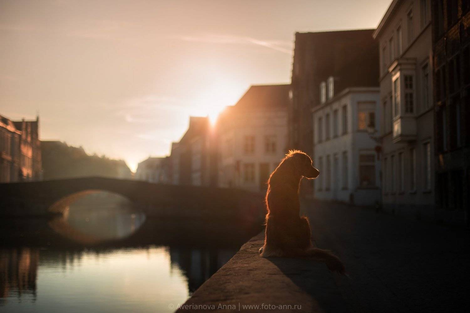 собака, город, рассвет, Анна Аверьянова