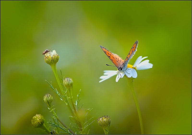 Осенняя пора. фото превью
