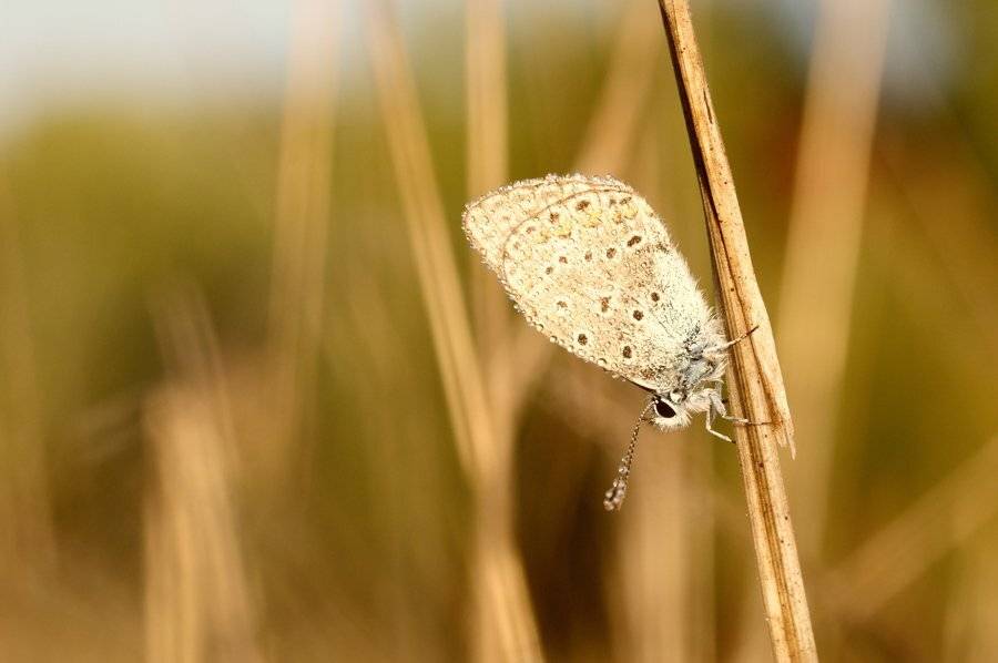 , Светлана Щемелева