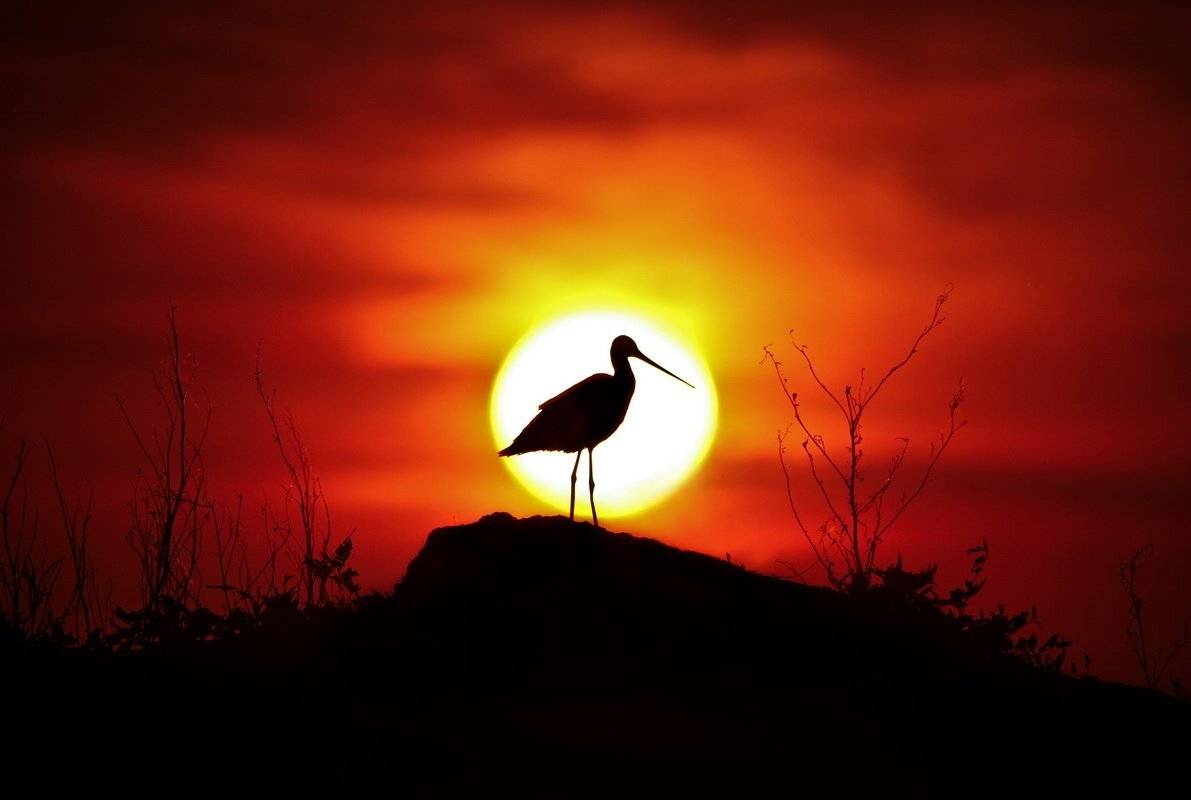 закат, кулик-веретенник, Васенин Валерий