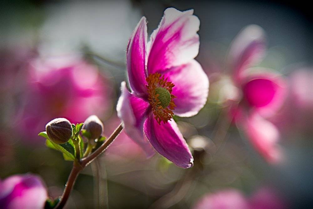 flower, pink,  white, sunlight, Zdravko