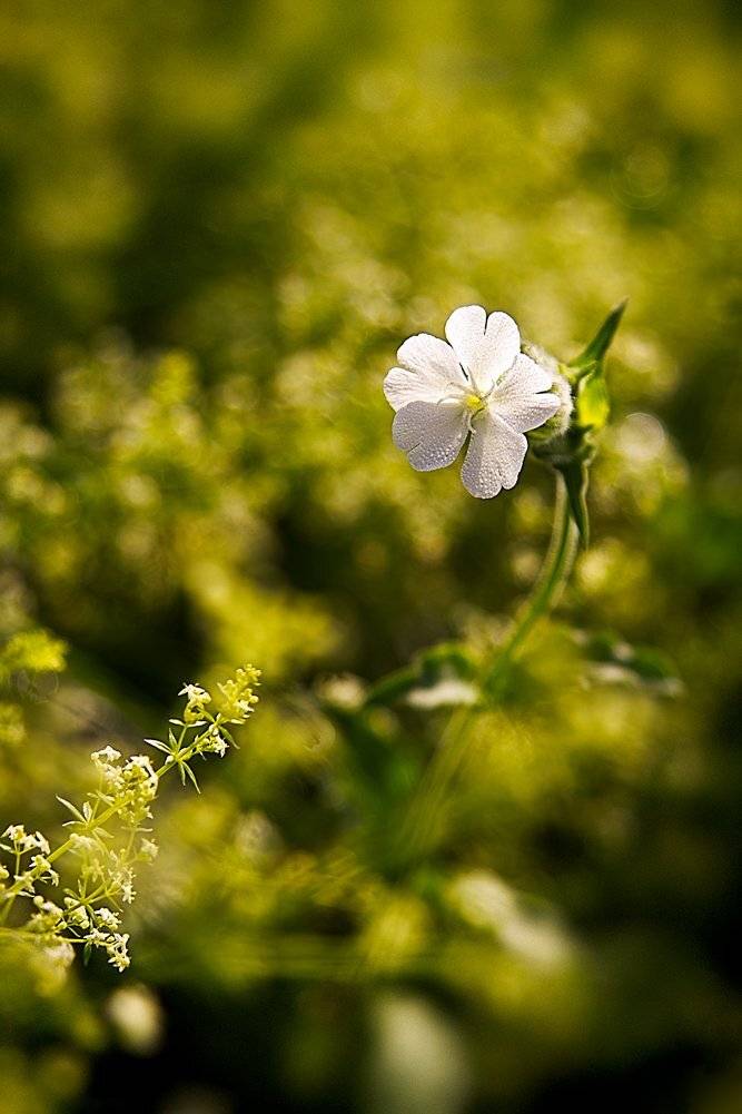 flower, white, green, bokeh, Zdravko