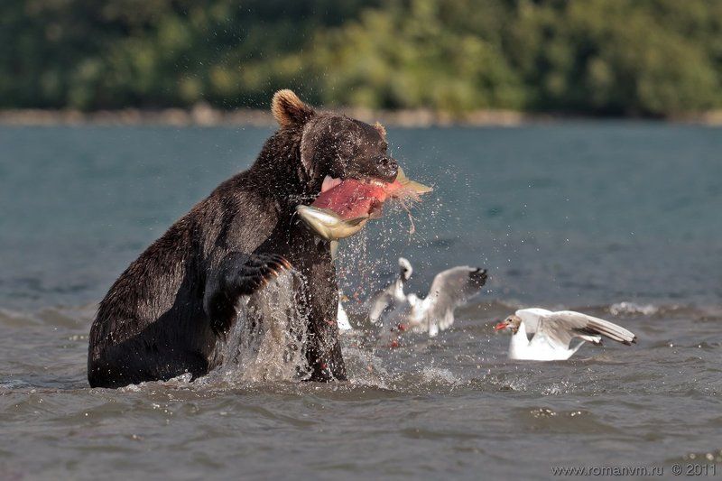 камчатка, медведь, озеро курильское, нерка Достал! фото превью
