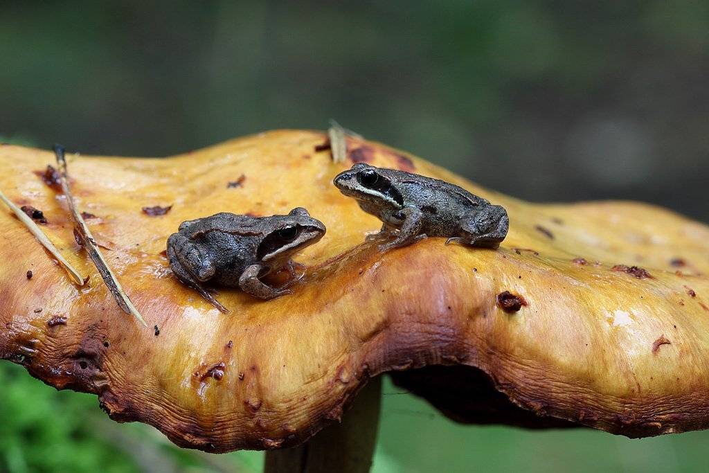 , Сергей Таланов