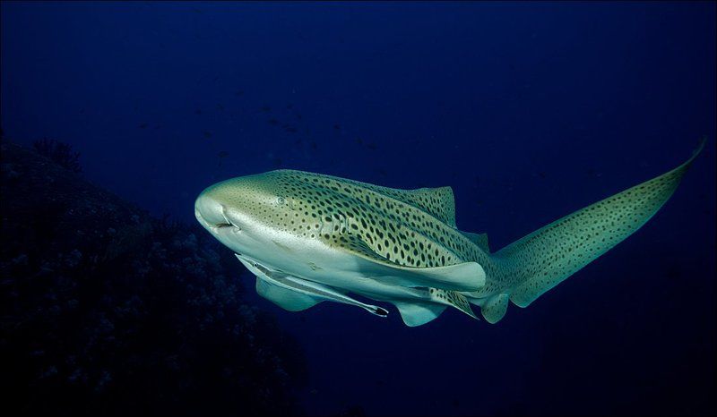 underwater, similan islands, leopard shark Леопардовая фото превью