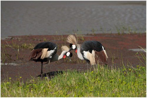 Влюбленная пара.