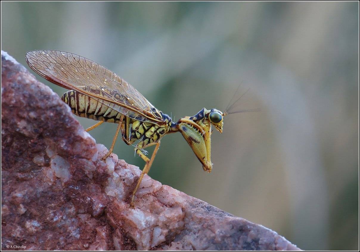мантиспа,армения,шевелит,усами, Александр Чувилин