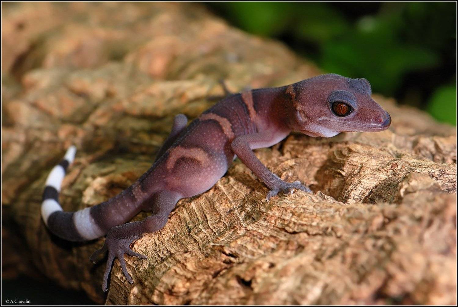 goniurosaurus,catbensis,толстое,брюшко, Александр Чувилин