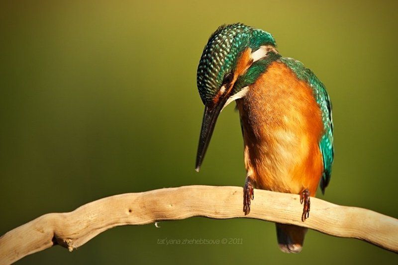 Фото-охота фото превью