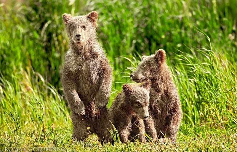 Эй, фотограф, вылезай из кустов, а то маму позову! // Wanna talk to my Mum Buddy? фото превью