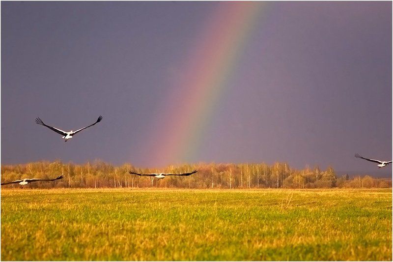 Радуга фото превью