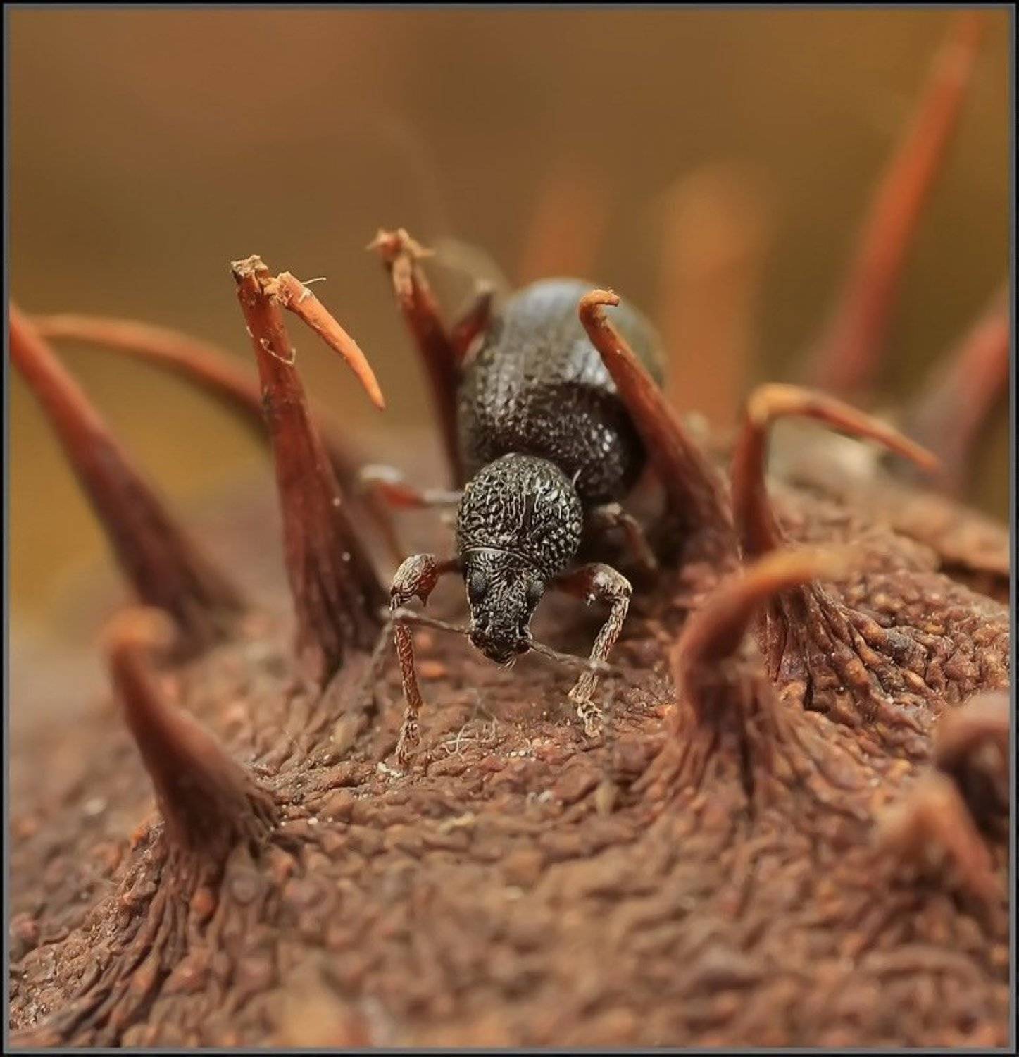 , Андрей Осокин