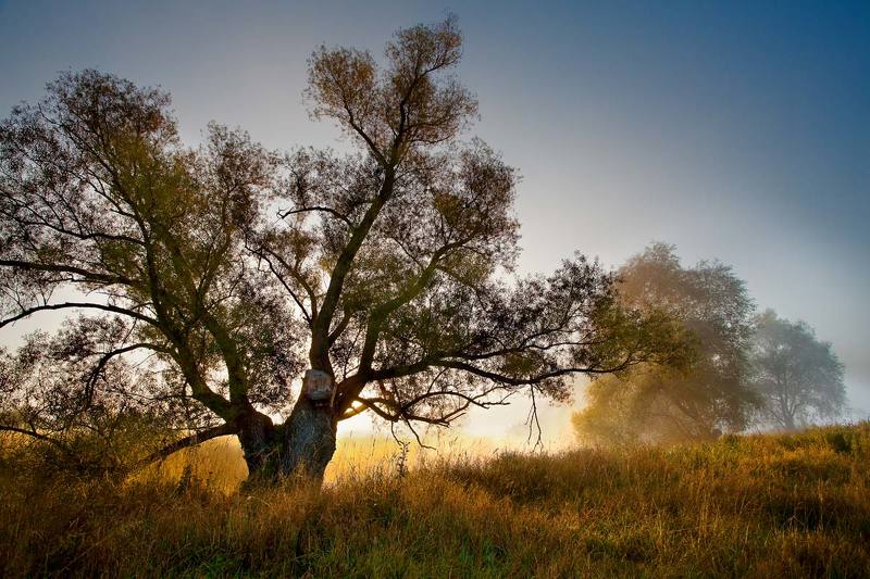 **** фото превью