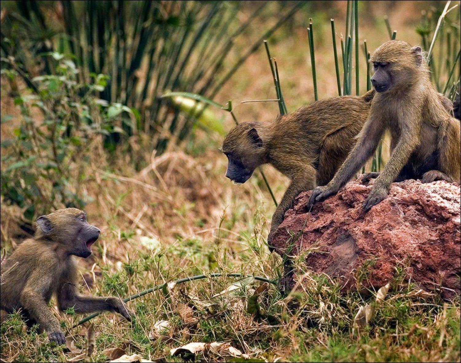 , Игорь Гущин