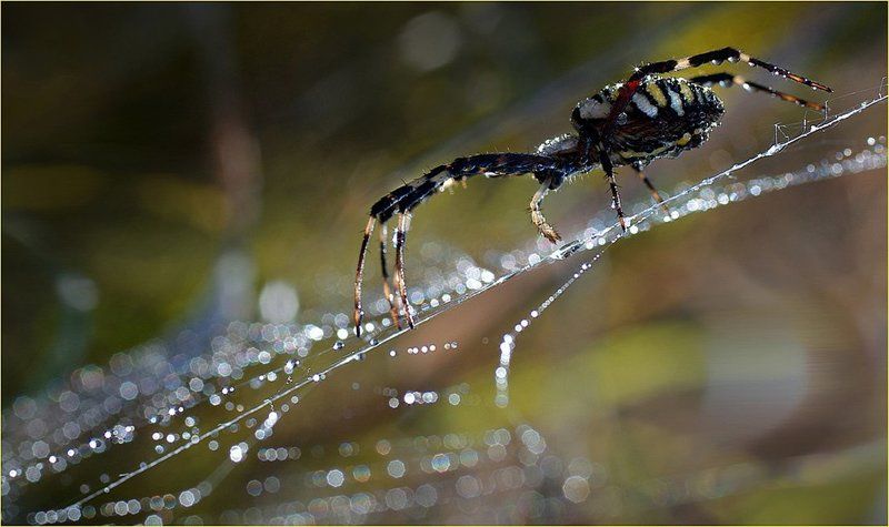 пауки По тонкой нити фото превью