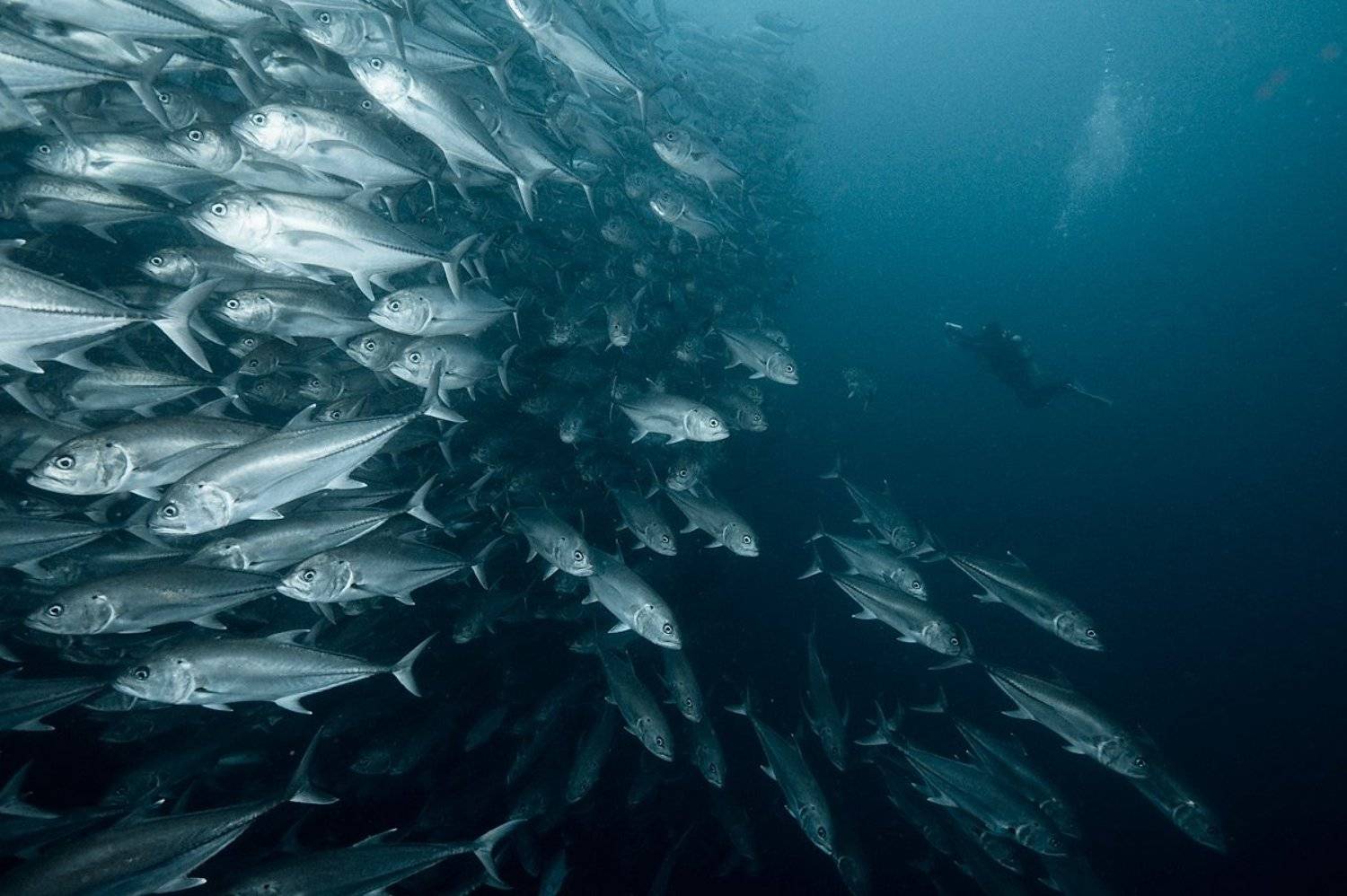 underwater, стая, рыба, дайвинг, каранкс, Виктор Чистов