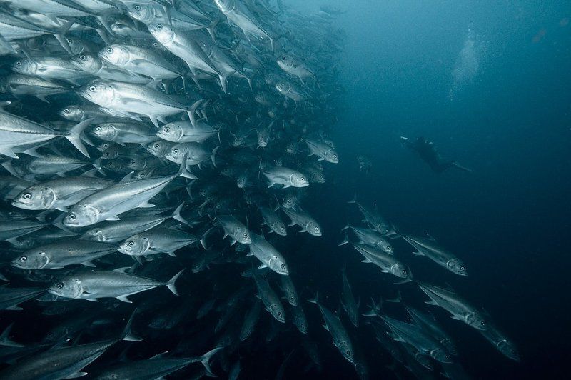 underwater, стая, рыба, дайвинг, каранкс Стена фото превью