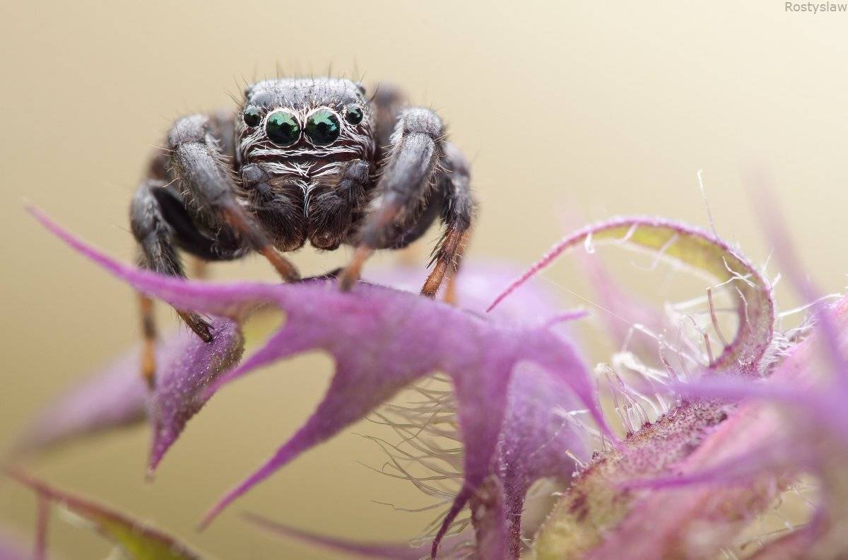 ростислав, макро, 100мм, Ростислав