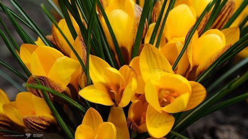 Про крокусы