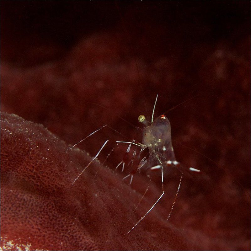shrimp, underwater, siamil island Одноглазый комар фото превью